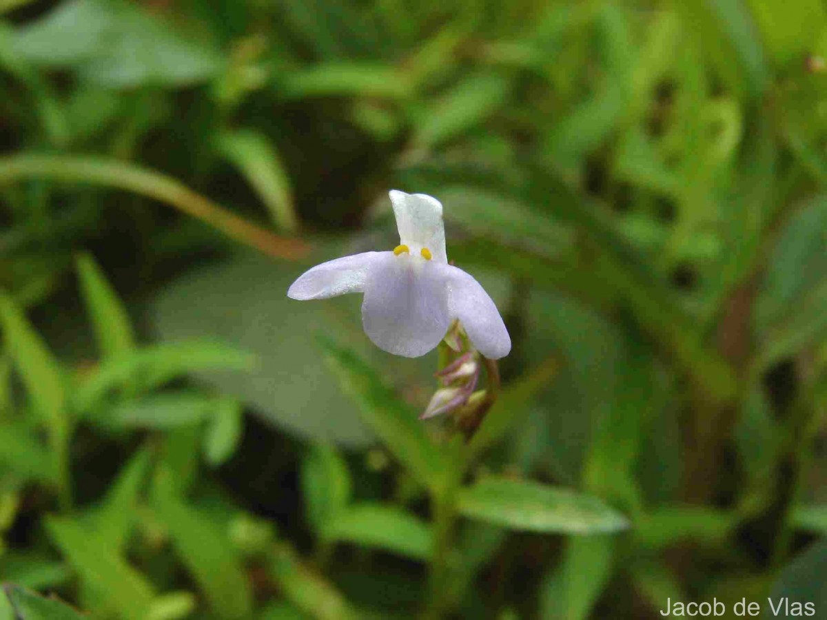 Bonnaya antipoda (L.) Druce